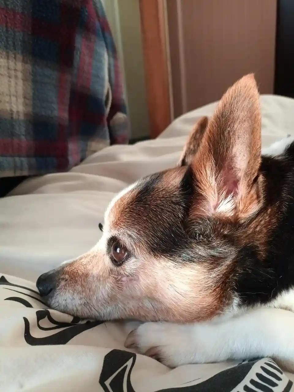 A close-up photo of a small dog with brown, black, and white fur resting its head on a patterned blanket. The dog has large…
