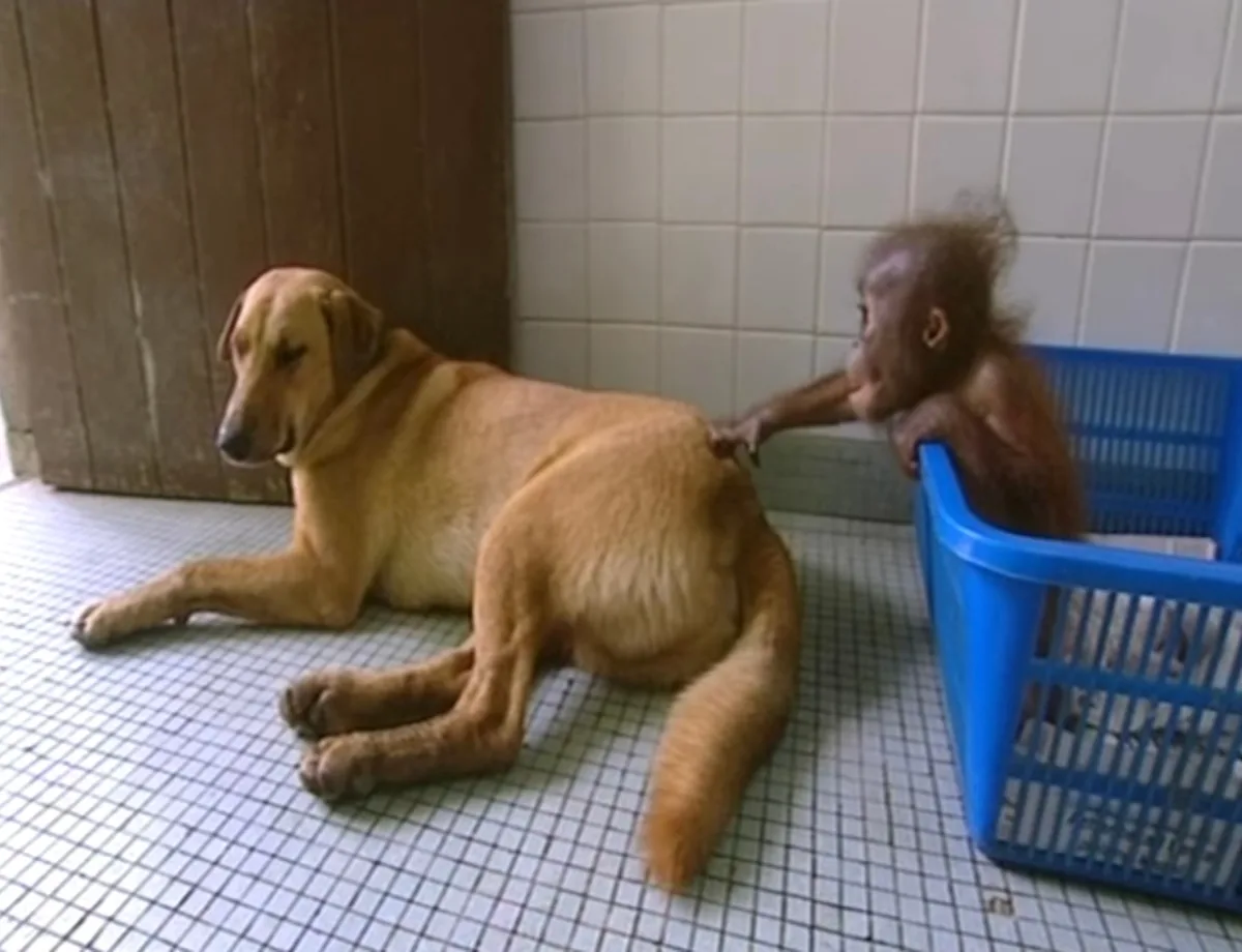 A small, reddish-brown baby orangutan sits in a blue plastic basket and reaches out to touch the back of a large…