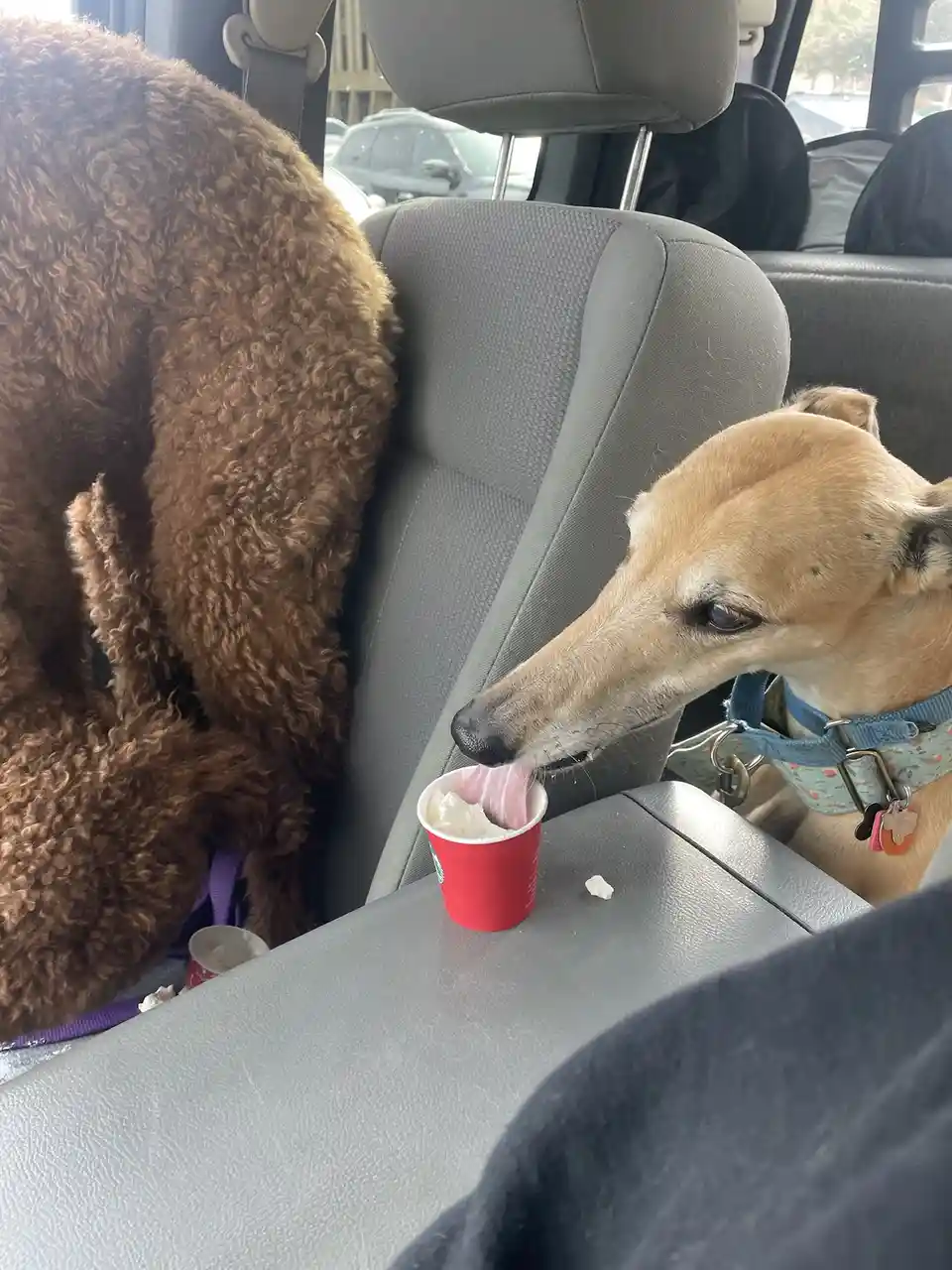 A light brown dog with a blue harness is licking ice cream from a red cup placed on a car's center console, while a brown…