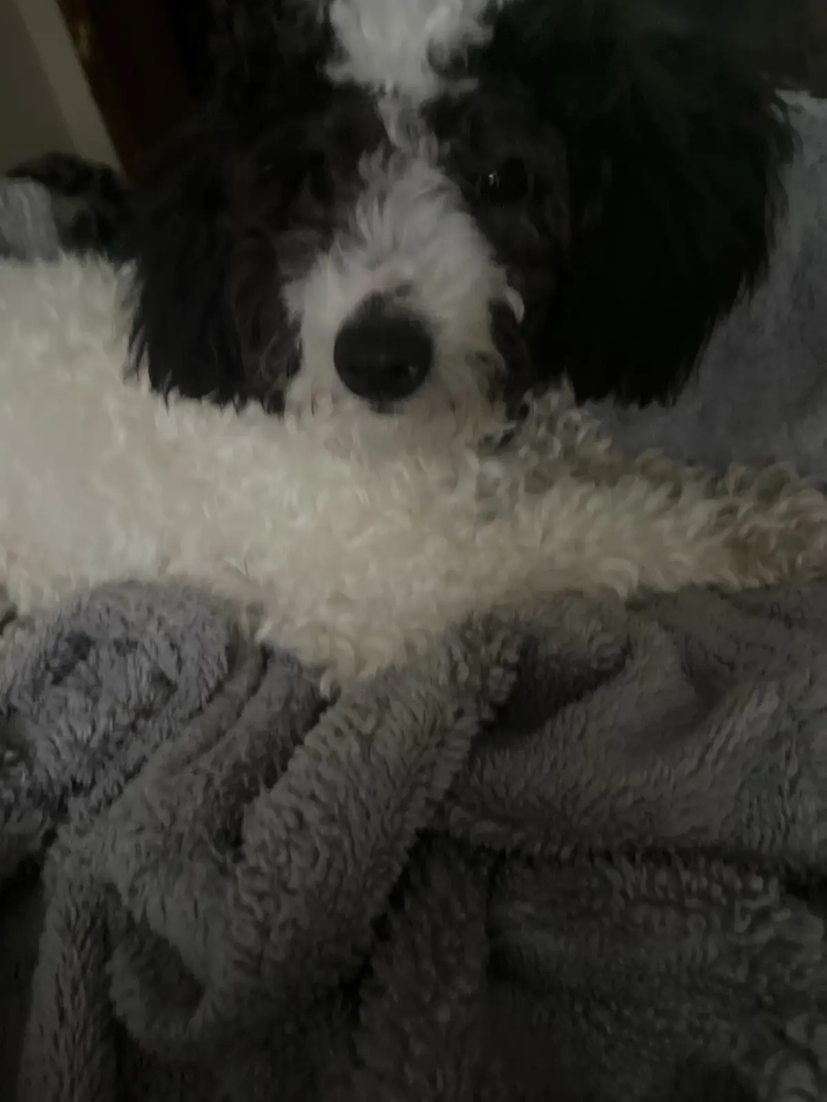 A black and white fluffy dog with dark eyes and a black nose is lying on a grey, textured blanket, looking directly at the…