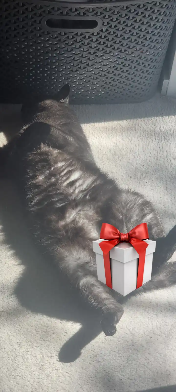 A fluffy gray cat is lying on its back on a light-colored carpet, basking in sunlight, with a white gift box featuring a red…