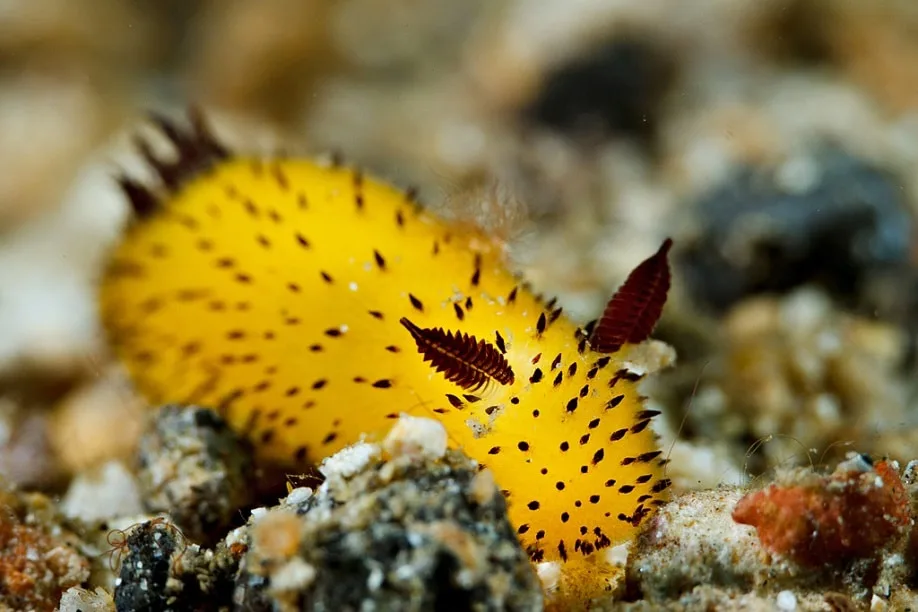 A bright yellow sea slug with black spots and reddish-brown appendages rests on a sandy, rocky ocean floor. Overlaid text…