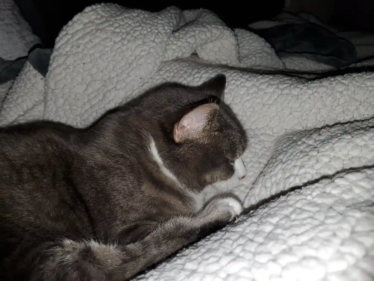 A gray and white cat is curled up sleeping on a textured white blanket in a dimly lit room. The cat's eyes are closed, and…