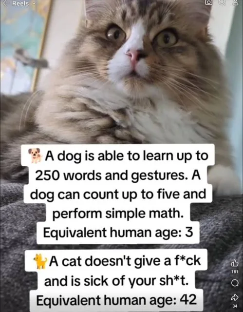 A fluffy, long-haired cat with wide, unimpressed eyes stares directly at the camera. Overlaid text compares canine and…