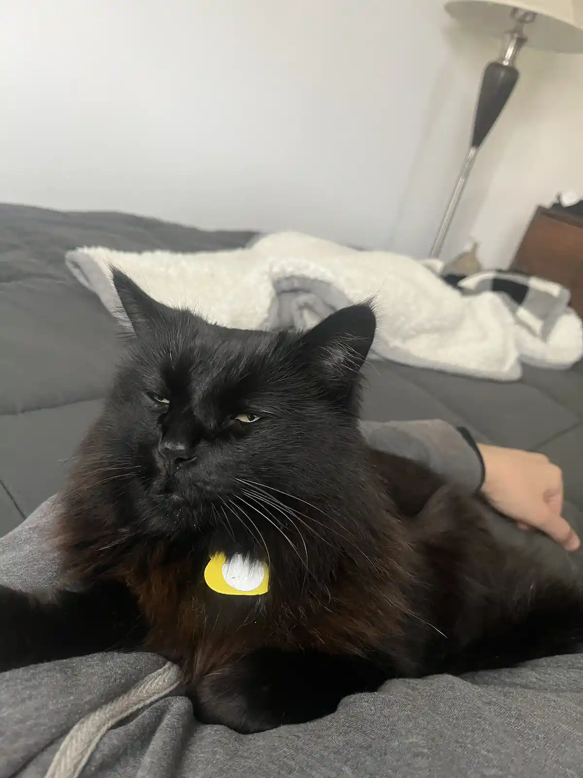 A long-haired black cat with a yellow collar tag sits on a person's lap on a bed, looking intensely displeased with narrowed…