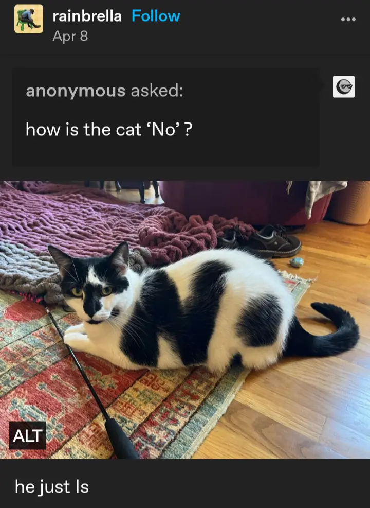 A black and white cat with a distinct 'no' pattern lies on a rug, looking directly at the camera with a stern expression…