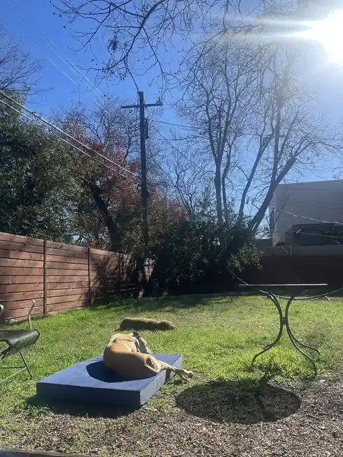 A tan dog lies on a blue outdoor mat in a sunny backyard, appearing relaxed and possibly napping, while another smaller dog…