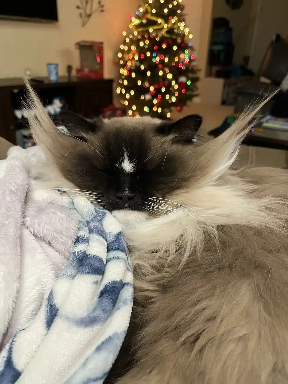A long-haired, dark-furred cat with a white muzzle and long whiskers is sleeping soundly while wrapped in a soft…