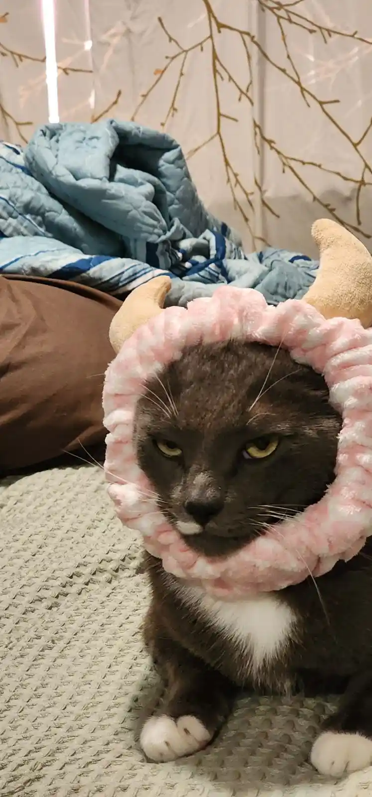 I've Never Seen My Cat This Furious Before