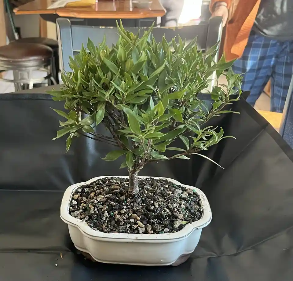 A small bonsai tree with green leaves and a thick trunk sits in a white rectangular pot filled with gravel and soil, placed…