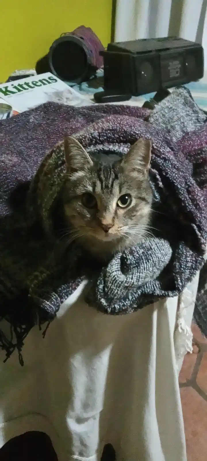 A tabby cat with wide, unimpressed eyes stares directly at the camera while wrapped snugly in a purple and grey knitted…