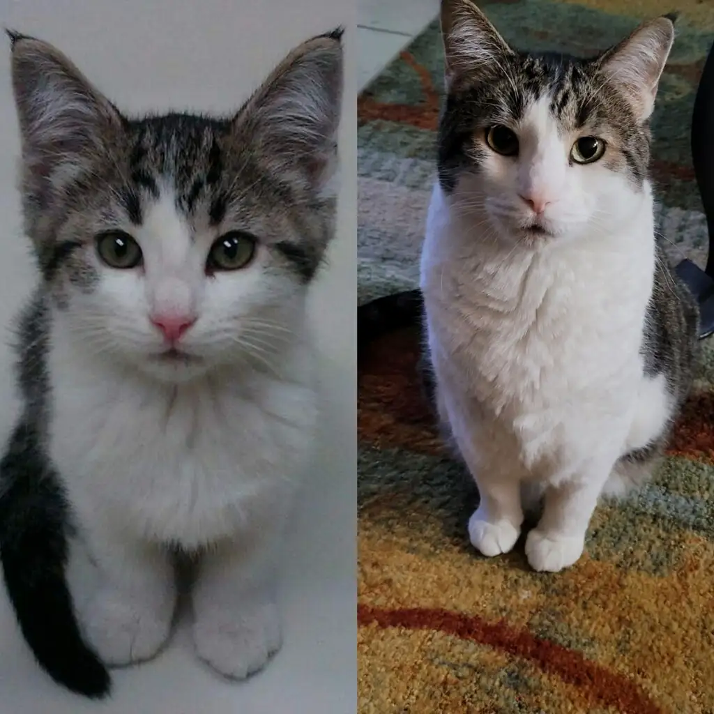 A split image shows a fluffy gray and white kitten on the left and the same cat as a plump adult on the right, both looking…