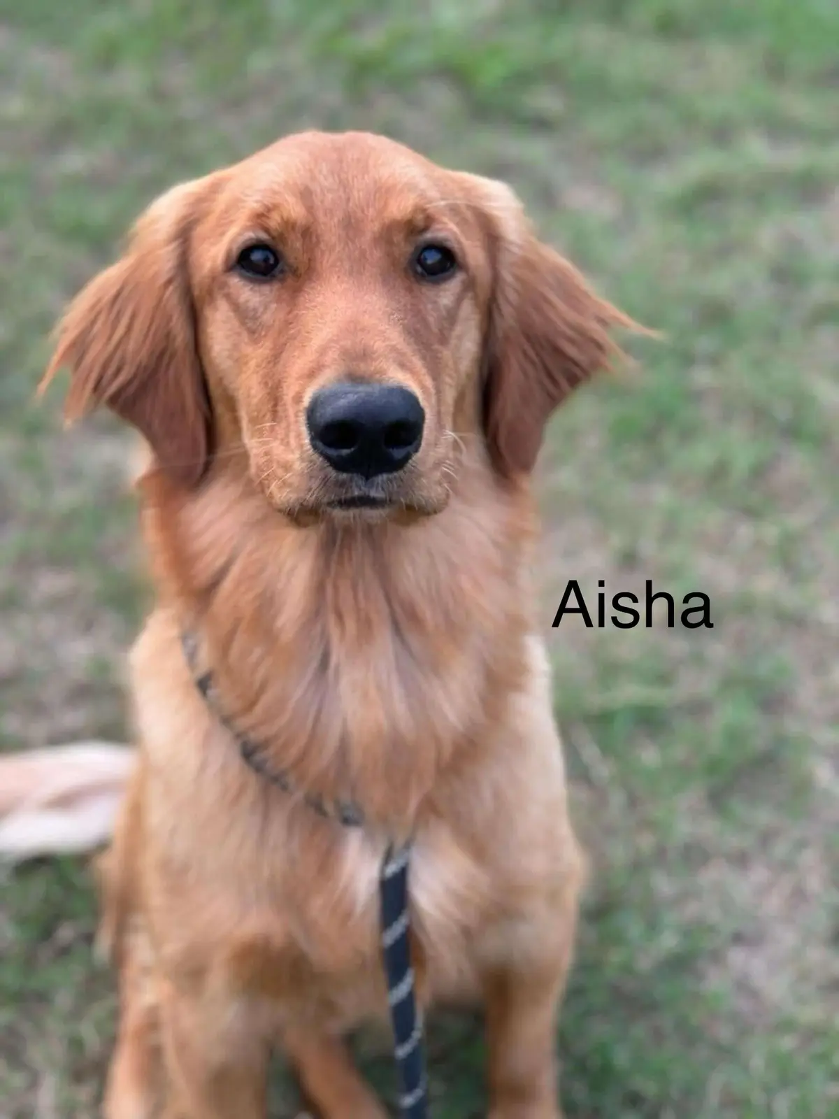 A close-up photo of a golden retriever sitting outdoors on grass, looking directly at the camera with a calm expression. The…