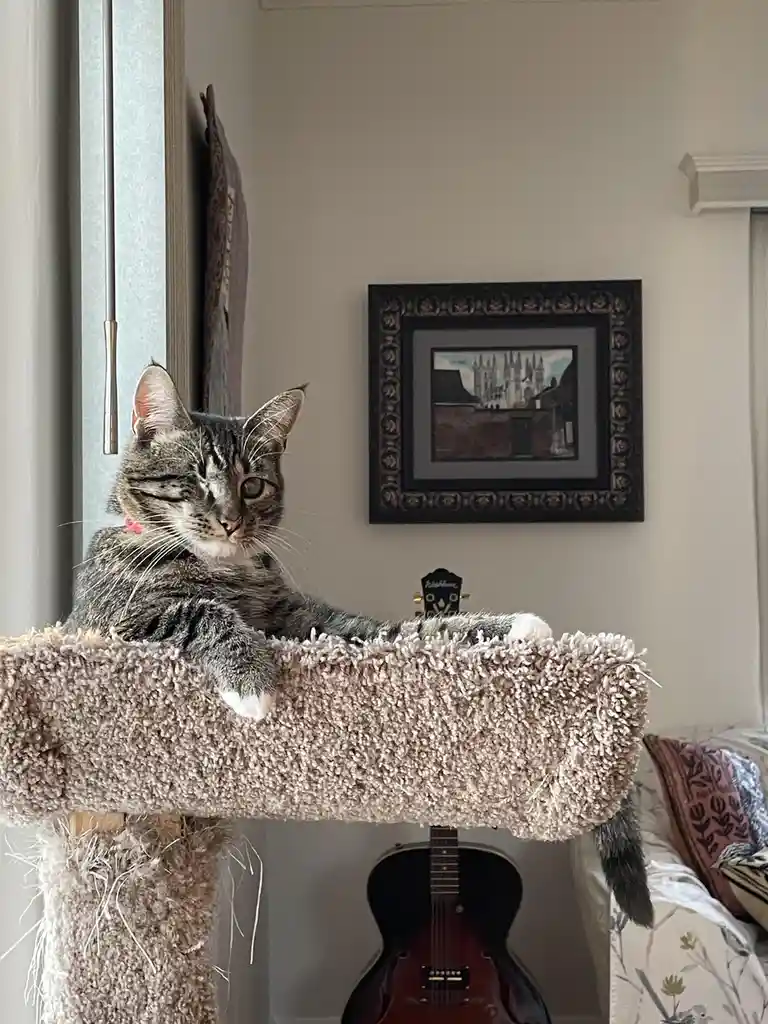 A tabby cat with one eye closed sits lazily on a plush cat tree perch, looking relaxed and unbothered. Behind it, a framed…