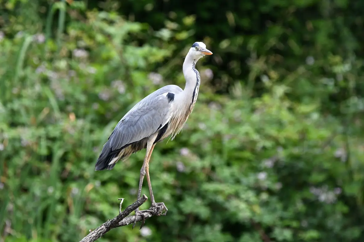 A grey heron stands poised on a thin branch against a blurred green foliage background, its long neck extended and gaze…