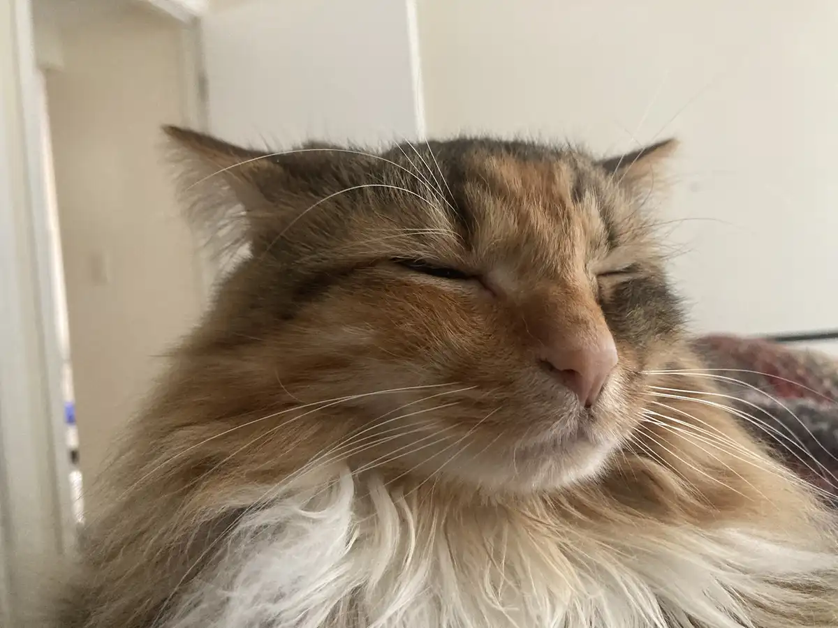 A close-up photo of a fluffy, long-haired calico cat with its eyes squeezed shut in a blissful, contented expression, as if…