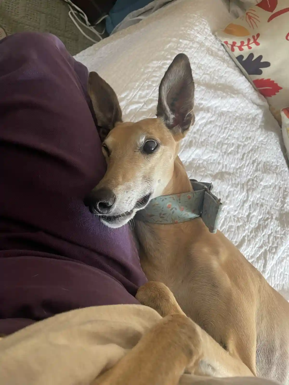 The Adorable Intermission Dog Stealing Hearts