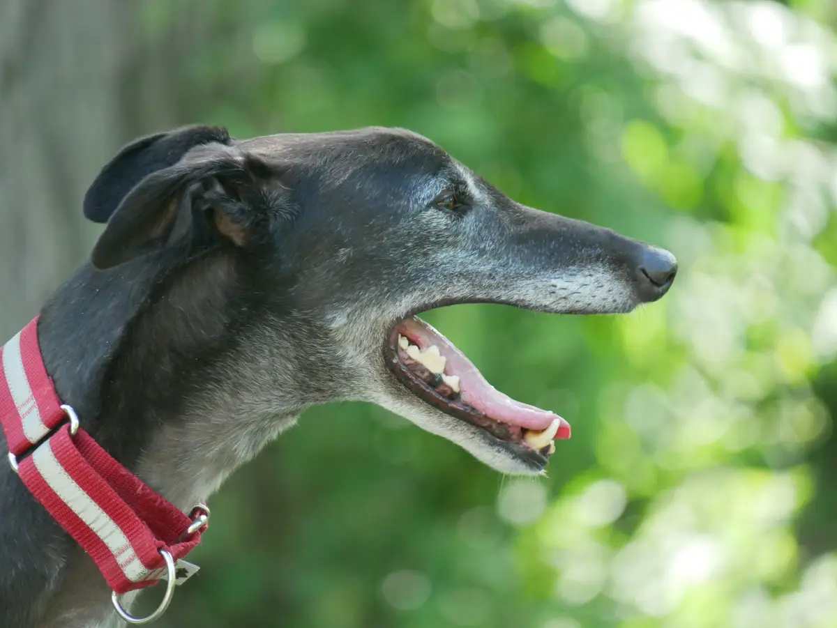 A close-up profile of a greyhound with a red and white striped collar, yawning widely with its mouth open, showing teeth and…