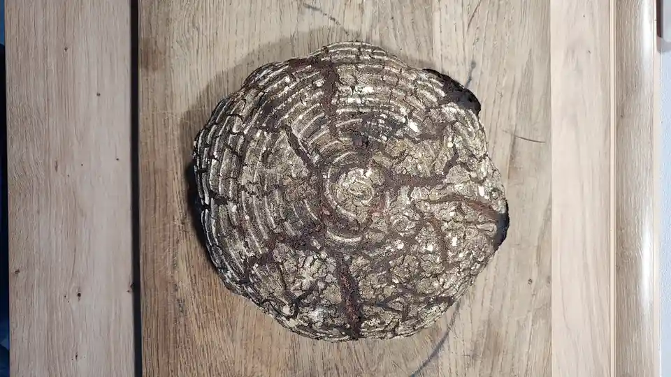 A close-up photo shows a circular tree stump cross-section resting on a wooden surface, its concentric growth rings forming…