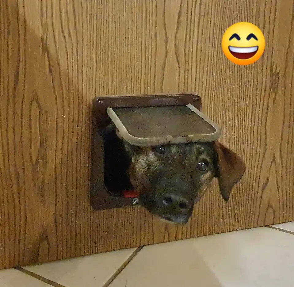 Celebrating cakeday with my furry companions!