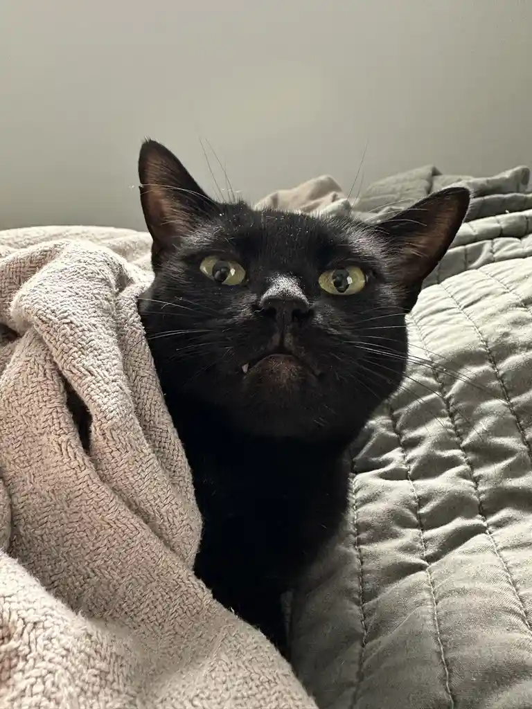 A black cat with wide, yellow eyes and a slightly downturned mouth is peeking out from under a beige blanket, looking…