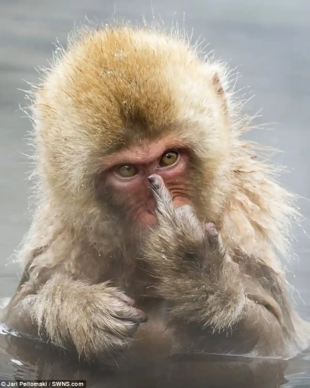 A close-up photo shows a snow monkey with wet, fluffy fur partially submerged in steaming water, looking directly at the…