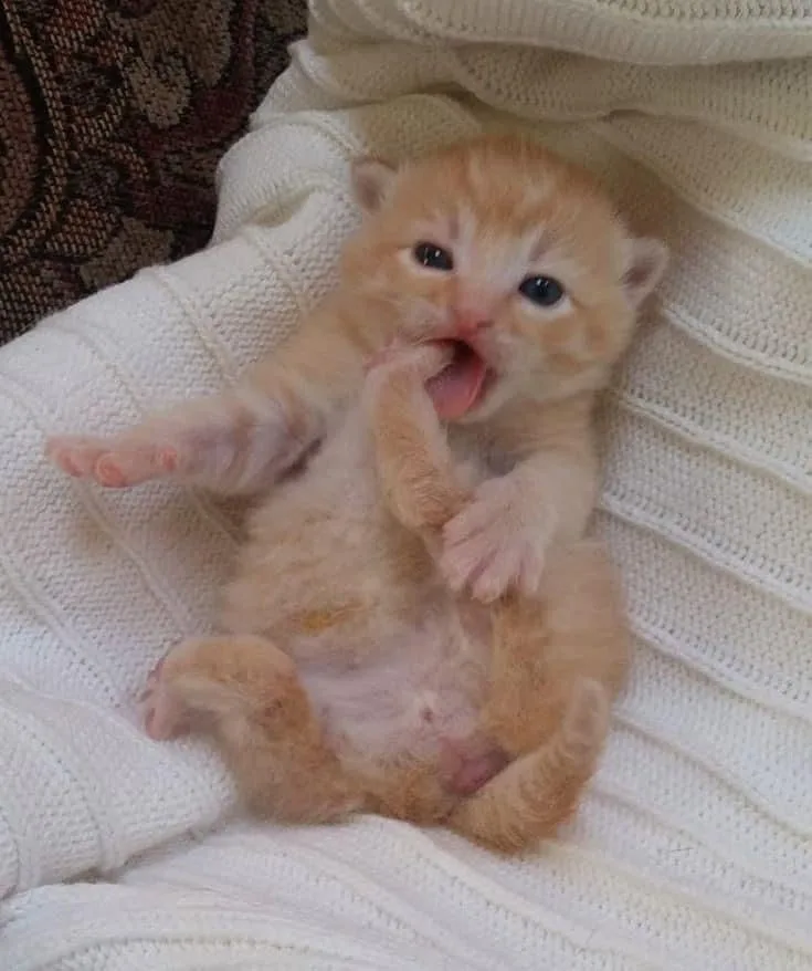 A tiny orange tabby kitten lies on its back on a white knitted blanket, yawning widely with its mouth open and paws raised…