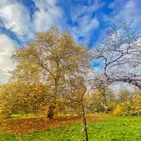 The Beauty of Autumn Leaves