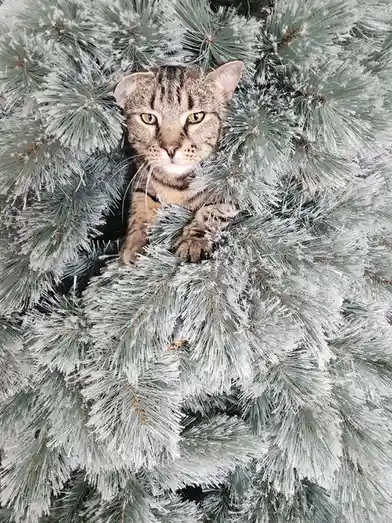 A tabby cat with green eyes is nestled among the branches of a frosted, artificial Christmas tree, looking directly at the…
