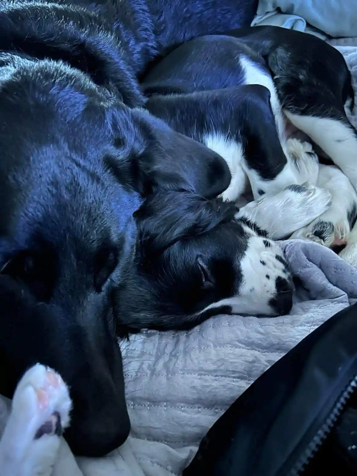 A black and white dog is sleeping soundly on a gray quilted blanket, its head resting peacefully with one paw visible. The…