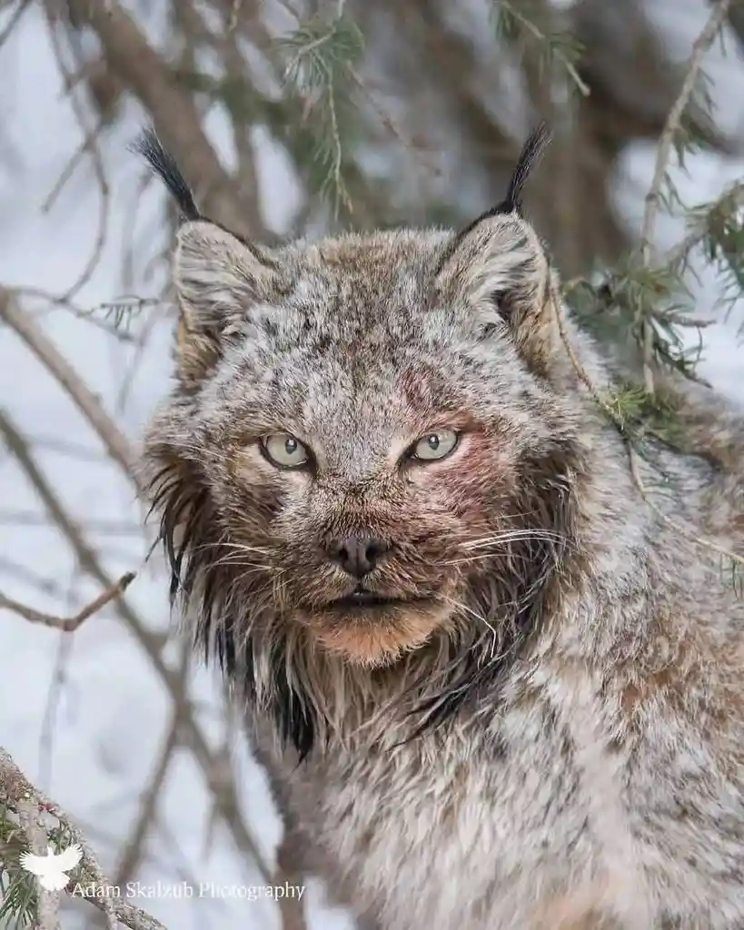 A close-up photo of a lynx with a weary, intense expression, its fur matted and eyes tired, set against a snowy, evergreen…