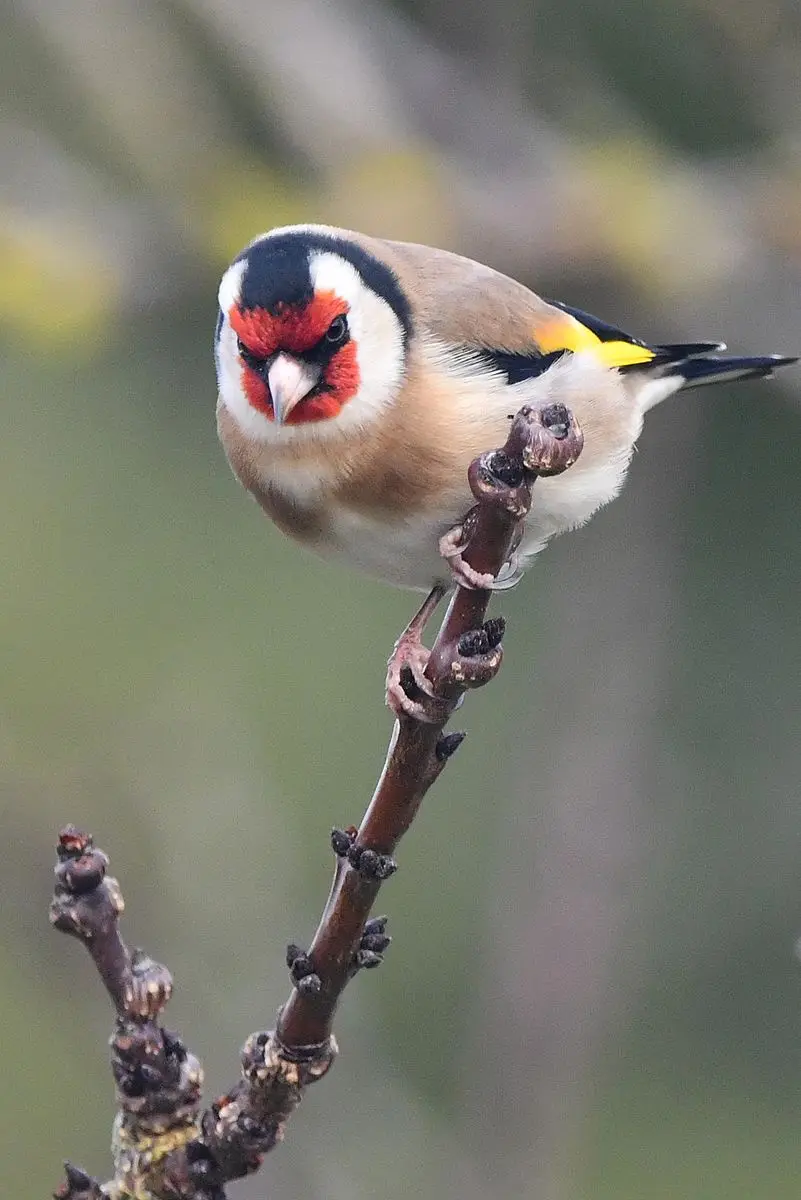 A goldfinch with red face, black cap, and yellow wing patches perches on a bare branch, looking directly at the camera with…