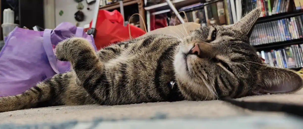 Meet the Adorable Handsome Little Gremlin