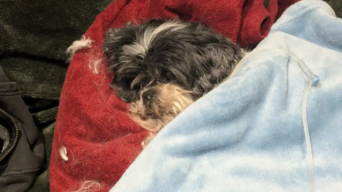 A small, fluffy black-and-white dog with tired eyes lies nestled under a red and blue blanket, with a clear IV drip tube…