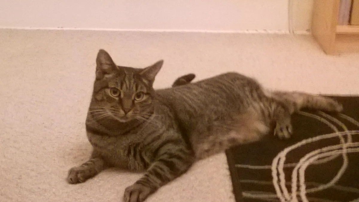 A tabby cat lies on a light-colored carpet next to a dark rug with white swirls, looking directly at the camera with a…