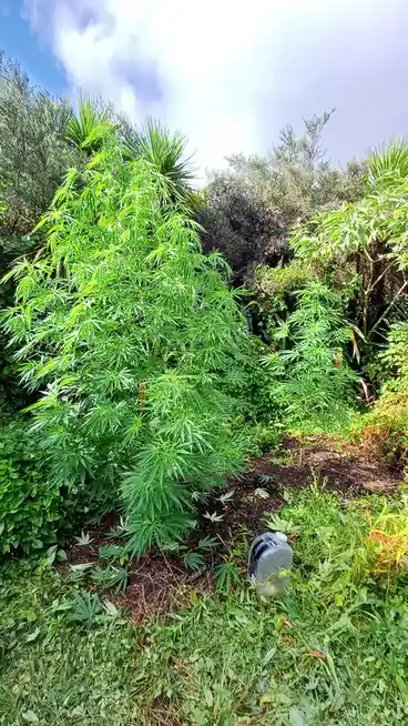 A large, lush cannabis plant grows in a wild garden surrounded by other greenery and trees under a partly cloudy sky. A…
