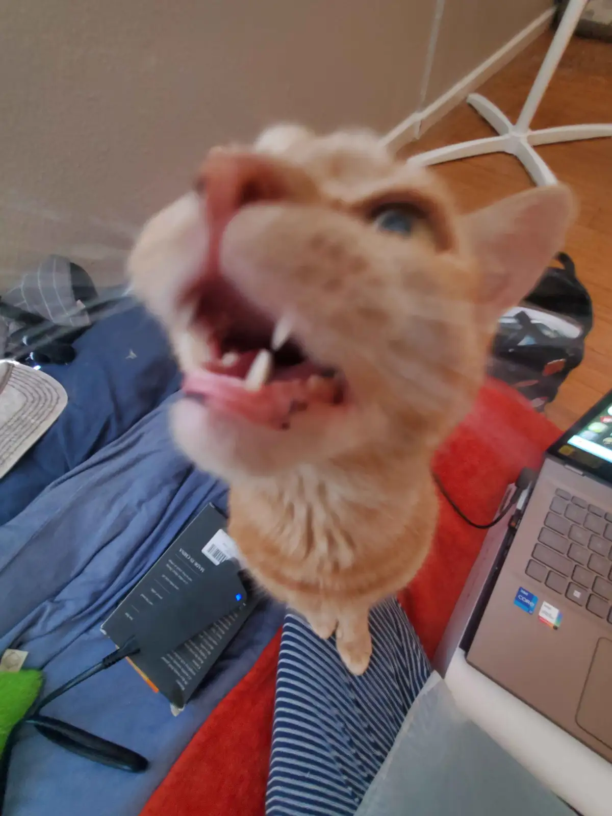 A close-up, slightly blurry photo shows an orange tabby cat with its mouth wide open, revealing teeth and tongue, looking…