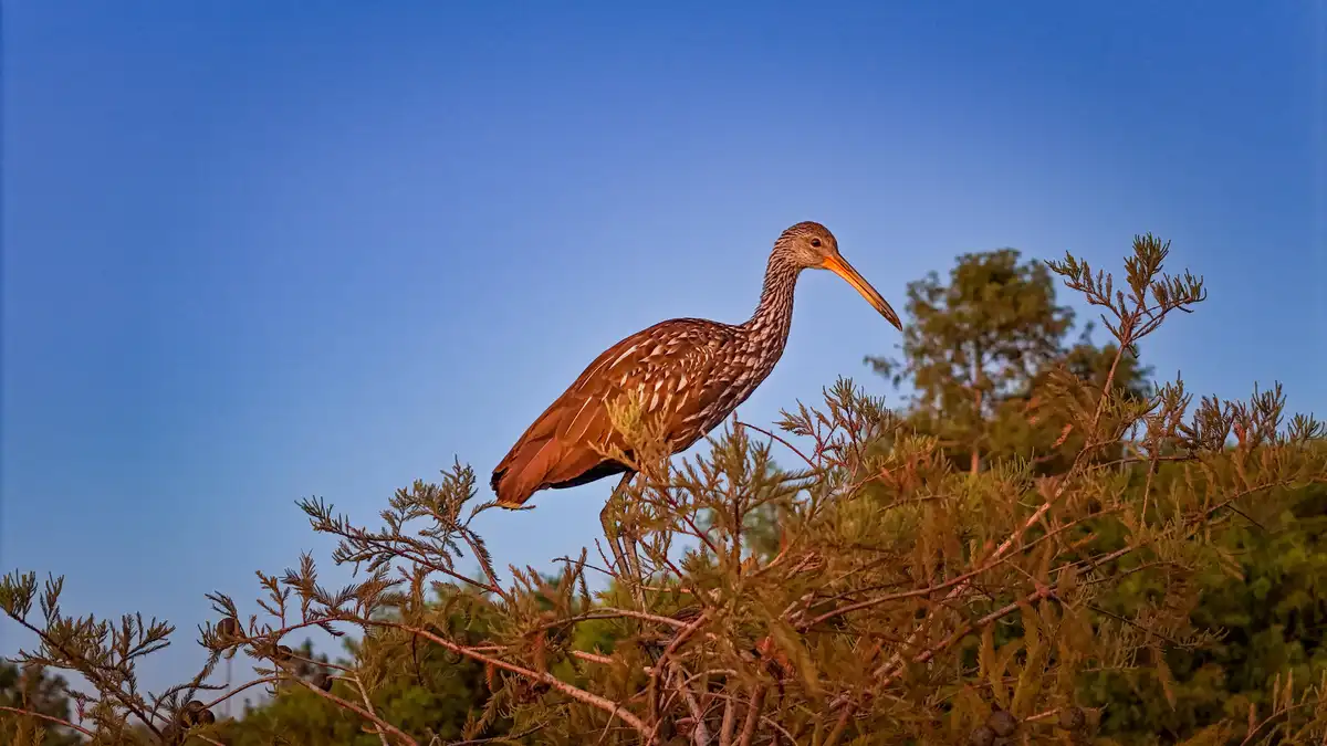 A long-beaked bird with brown and white speckled feathers perches on the branches of a coniferous tree against a clear blue…