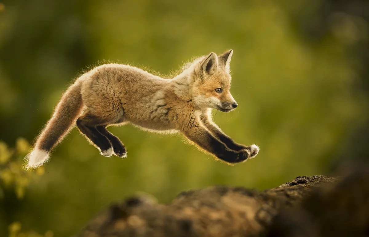 A small, fluffy red fox cub is captured mid-air, leaping gracefully over a dark, textured rock against a soft, blurred green…