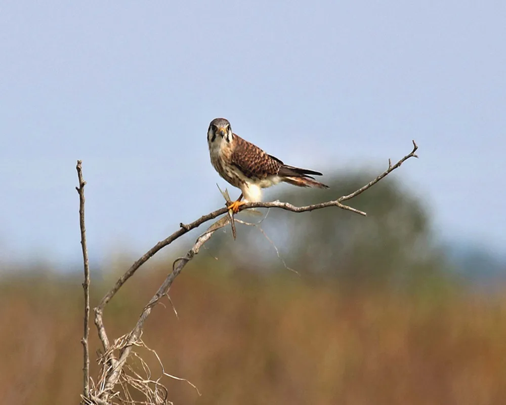 A small brown and white bird of prey, likely a kestrel, perches on a bare twig against a blurred natural background. The…