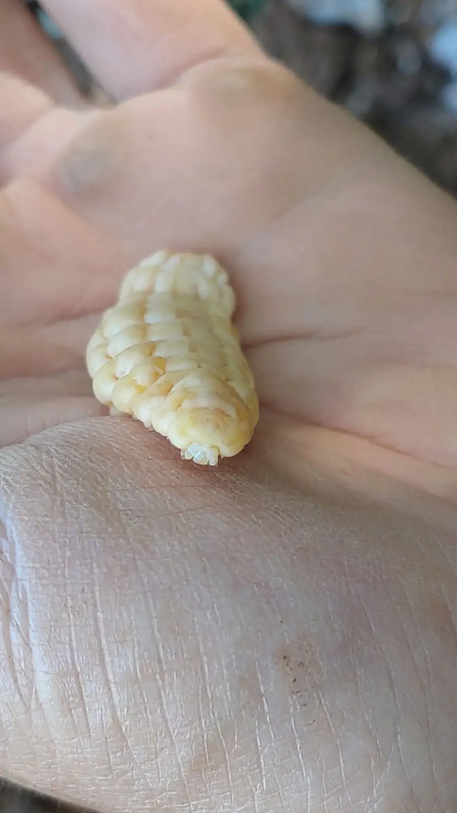A close-up photo shows a small, pale yellow, segmented object resembling a miniature corn cob resting in the palm of a…
