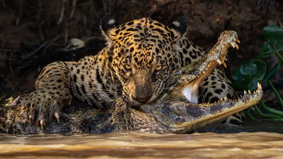A jaguar is shown gripping a crocodile by the head, with the crocodile's jaws wide open. The jaguar's face is in the…