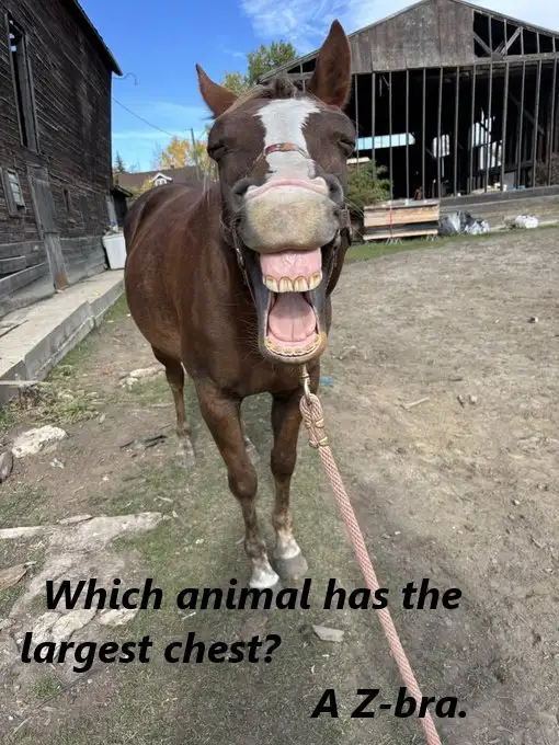 A brown horse with a white blaze stands outdoors, its mouth wide open in a grin, revealing its teeth and tongue. It wears a…