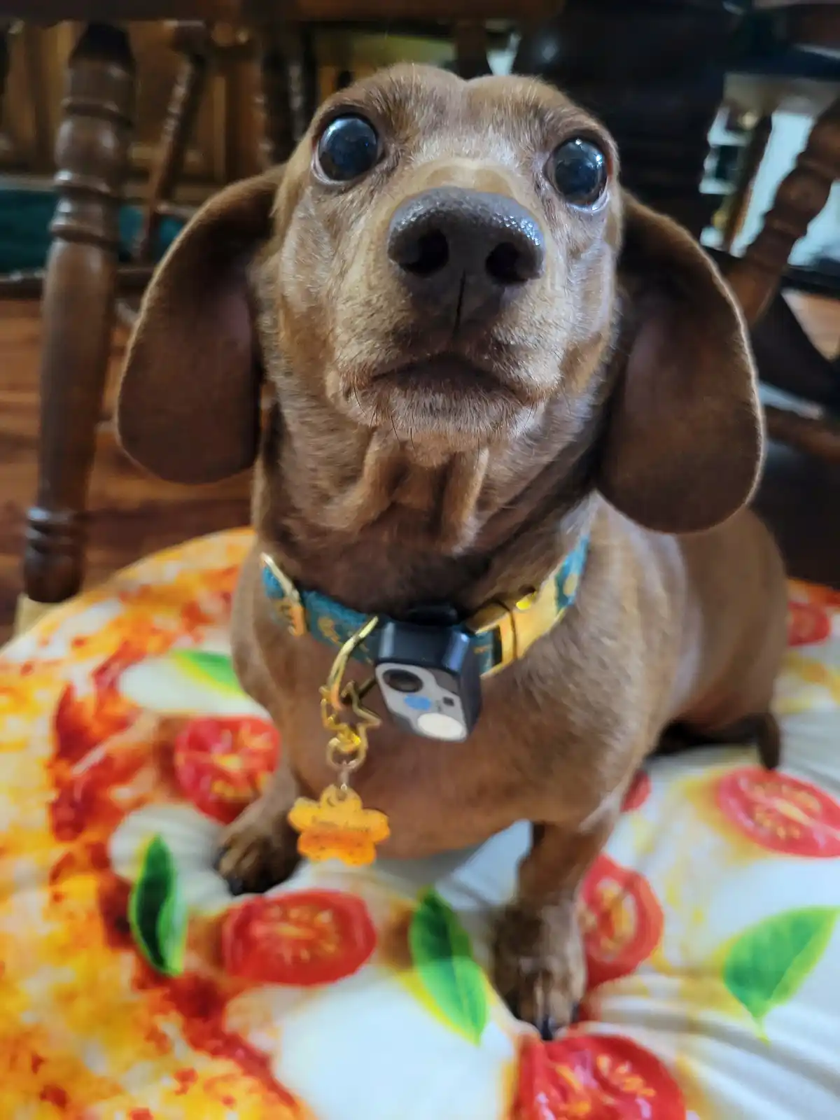 A close-up photo of a brown dachshund with large, expressive eyes looking directly at the camera, sitting on a cushion with…