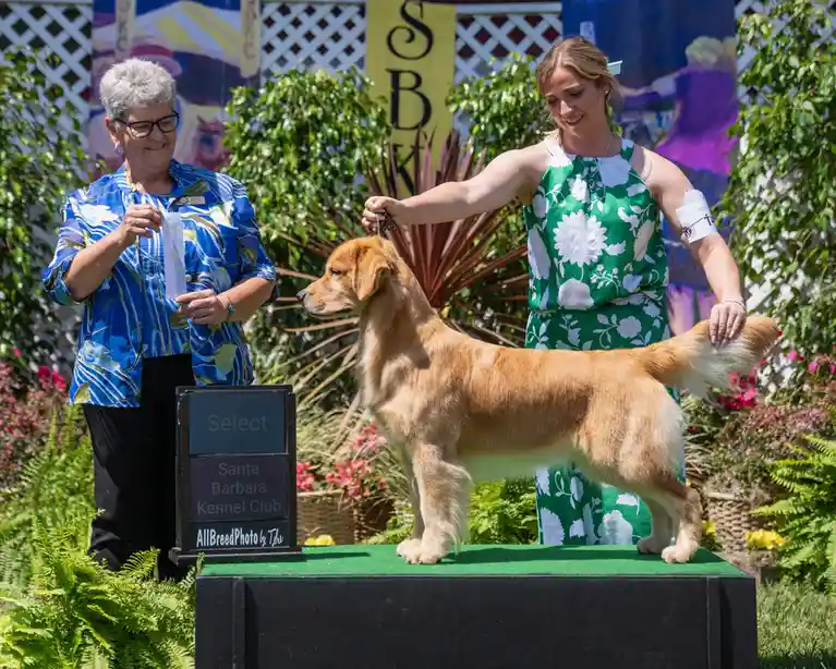 A golden retriever stands proudly on a green show table at a dog competition, flanked by two women. One woman in a blue…