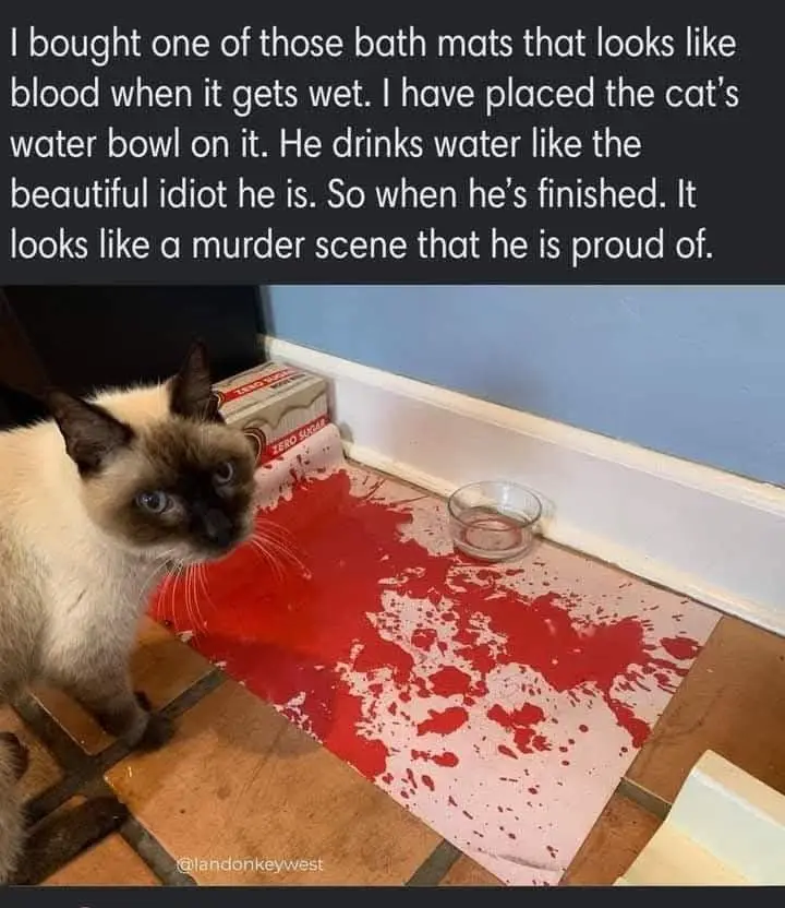 A Siamese cat stares at the camera with a bowl of water beside it on a bath mat that has turned bright red and splattered…