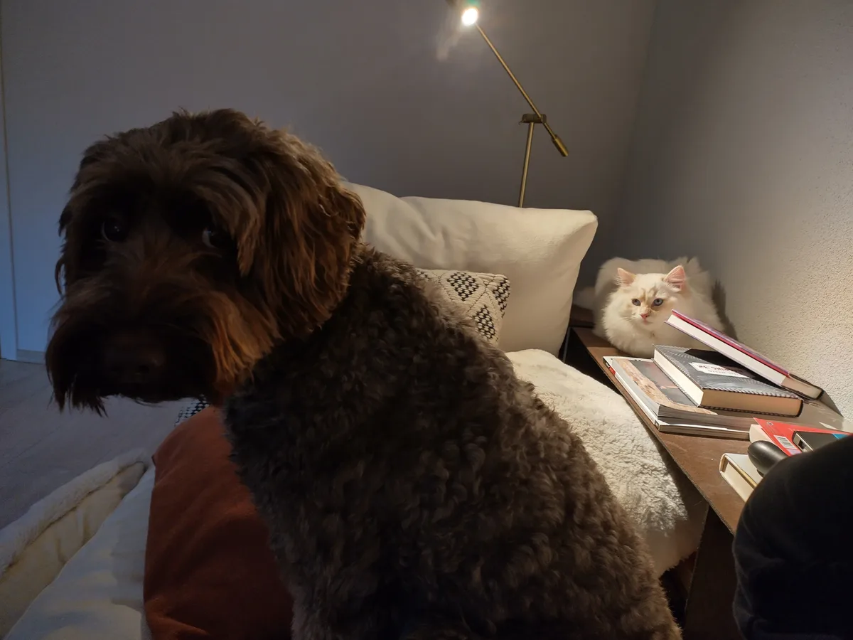 A brown, curly-haired dog sits on a bed looking directly at the camera with a serious expression, while a fluffy white cat…