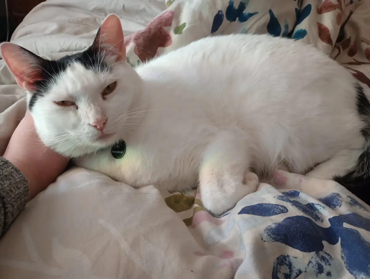 A white and black cat with a slightly annoyed expression lies on a patterned blanket, being petted by a person's arm. The…