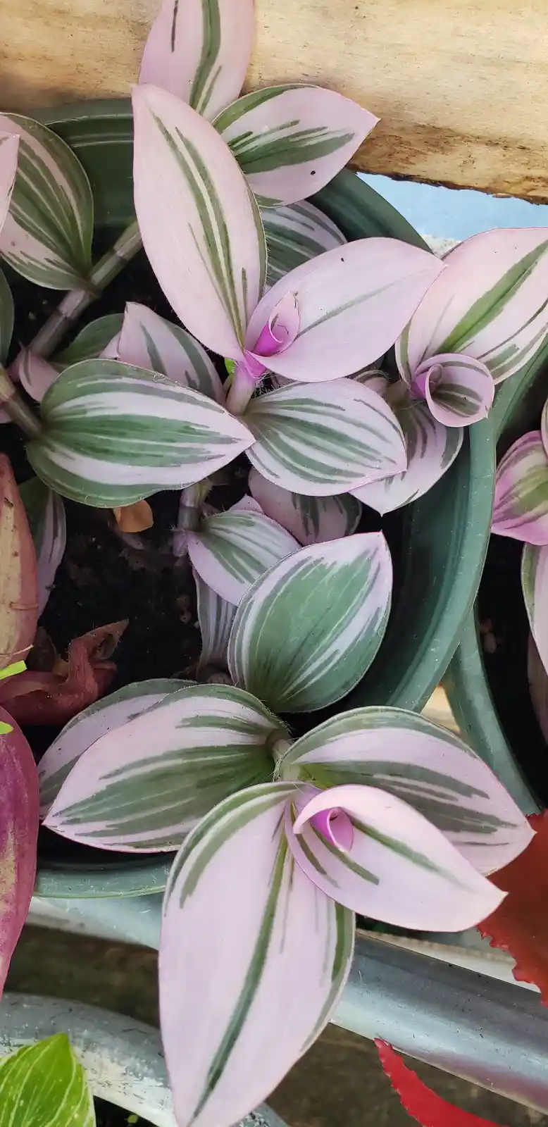 A close-up photo of a variegated plant with pinkish-white leaves streaked with green, growing in a green pot. The leaves are…