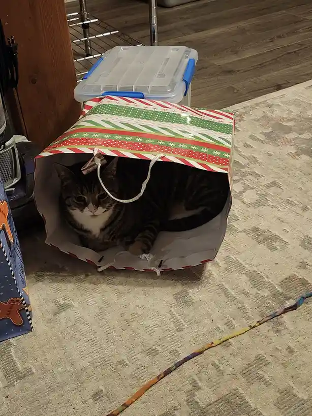 A tabby cat with a white chest is curled up inside a large, upright Christmas-themed gift bag with red, green, and white…